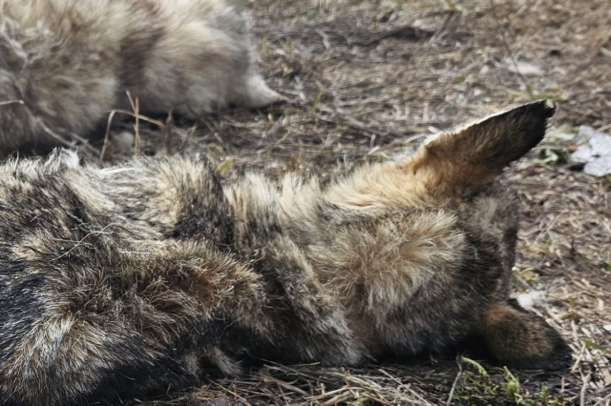   Под Екатеринбургом найдены более 30 погибших ездовых собак
