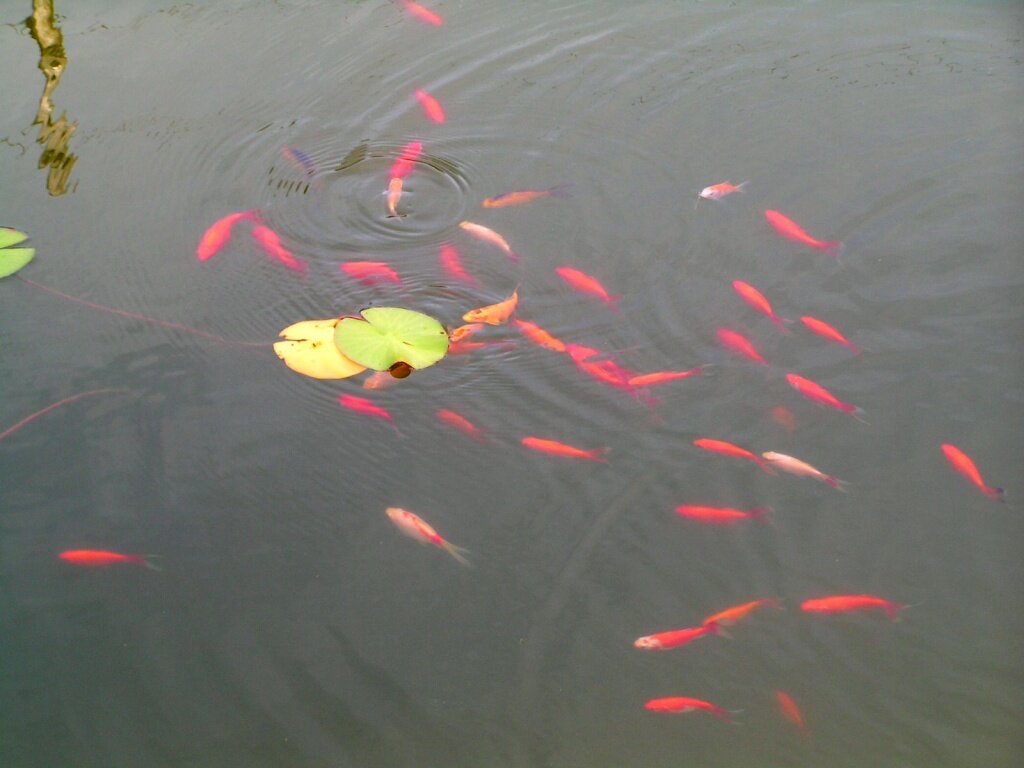  Карпы в водоеме