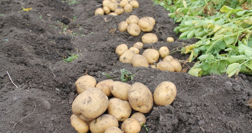 Ранние и поздние, для жарки и пюре — выбираем сорта картофеля