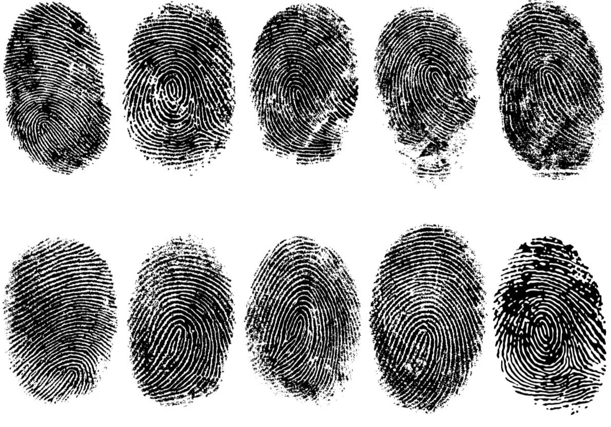 britannica.com📷Паттерны папиллярных узоров