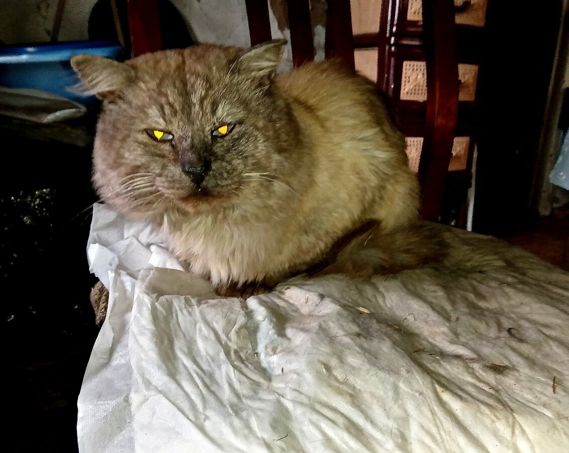 Серафим пришел с болота