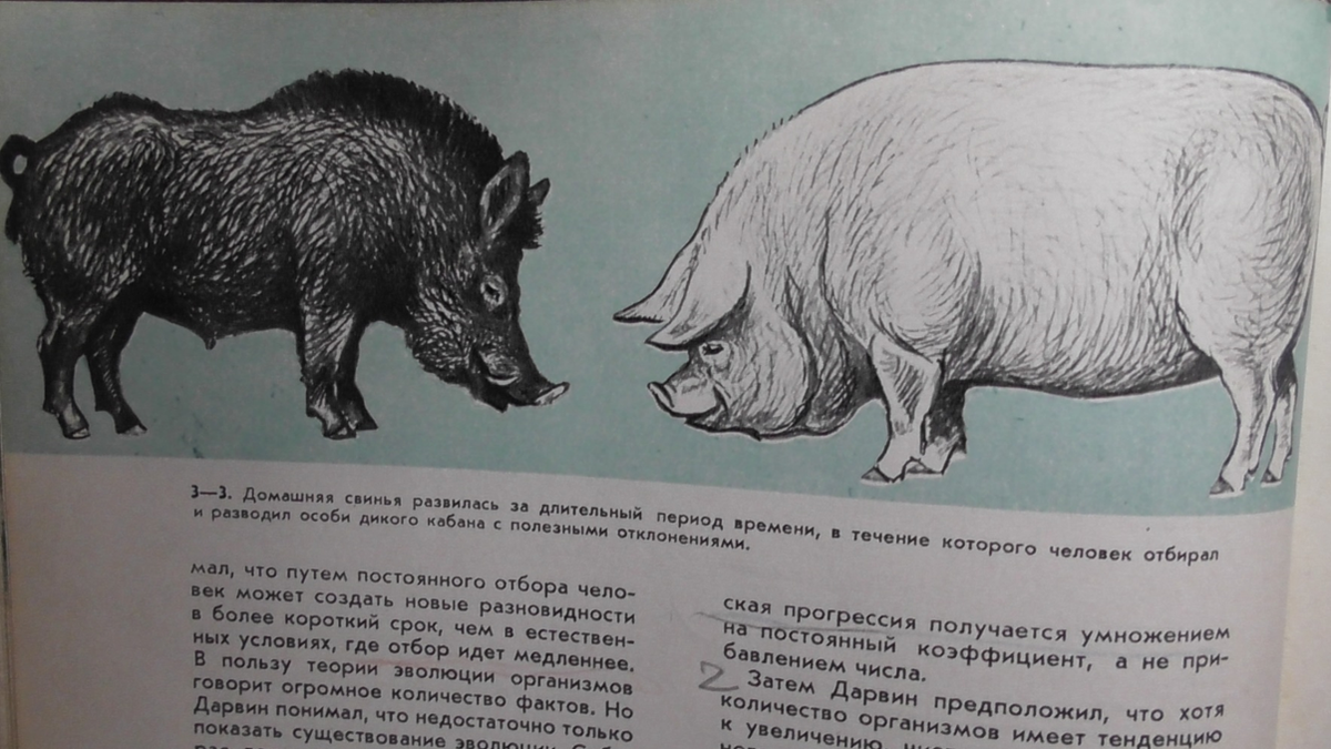 Для иллюстрации гениального прозрения Дарвина о Естественном отборе в учебниках для школы и Вуза обычно используют материальные свидетельства селекционной деятельности человека. Иллюстрация из учебника для американской школы "От молекул до человека", пер. с англ. К.С. Бурдина и И.М. Пархоменко. Общая редакция проф. Н.П. Наумова, М.: Просвещение, 1973, с. 480. 