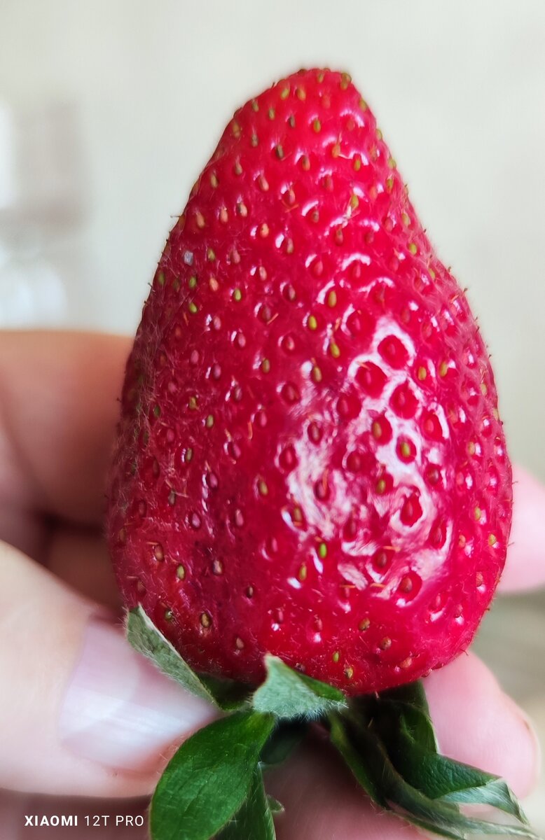 Крупная ягода.