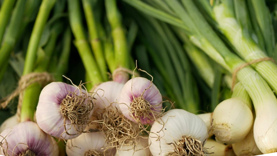 Чем подкормить лук и чеснок, чтобы были крупные головки