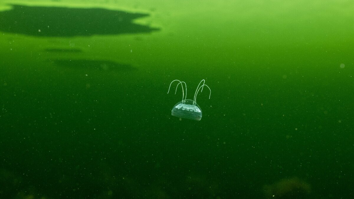   Гидромедуза Aeginopsis laurentii в водах холодного Белого моря. Фото: Плаксин Антон