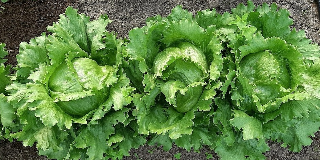 Культуры, которые хорошо растут в тени