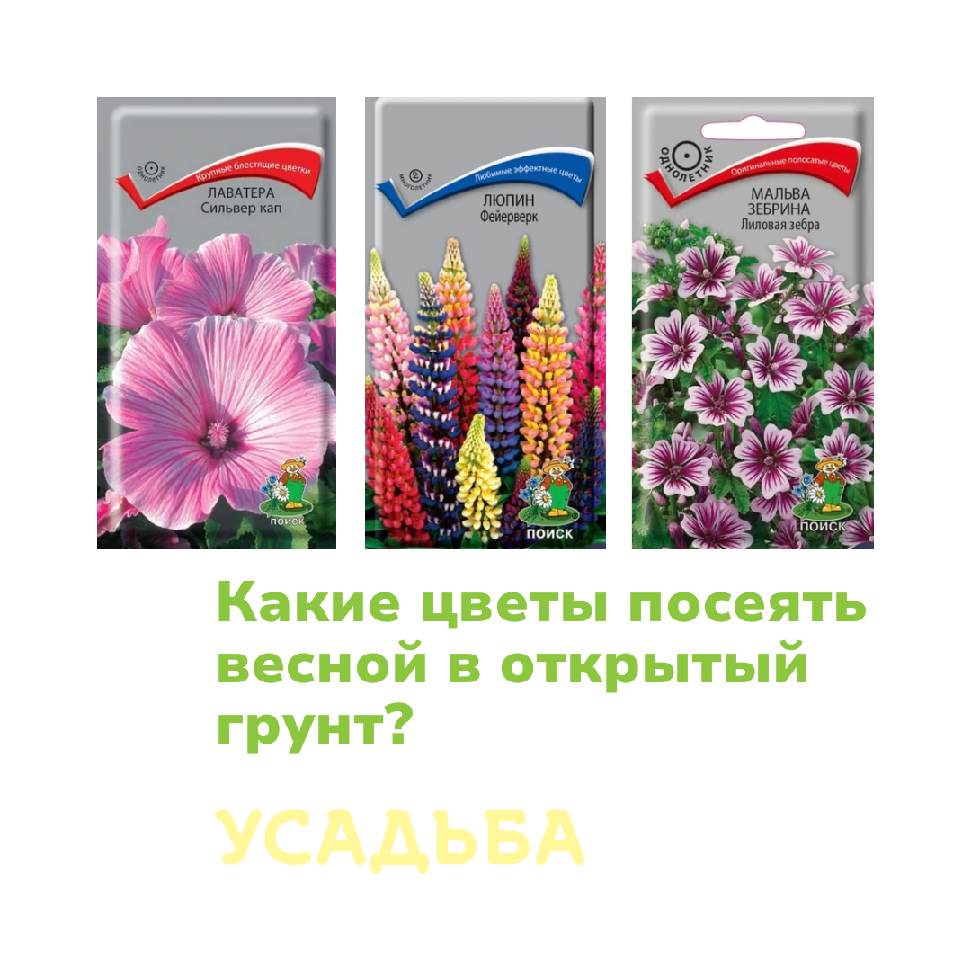 Какие цветы нужно сажать в апреле, чтобы они давали пышные соцветия (фото)