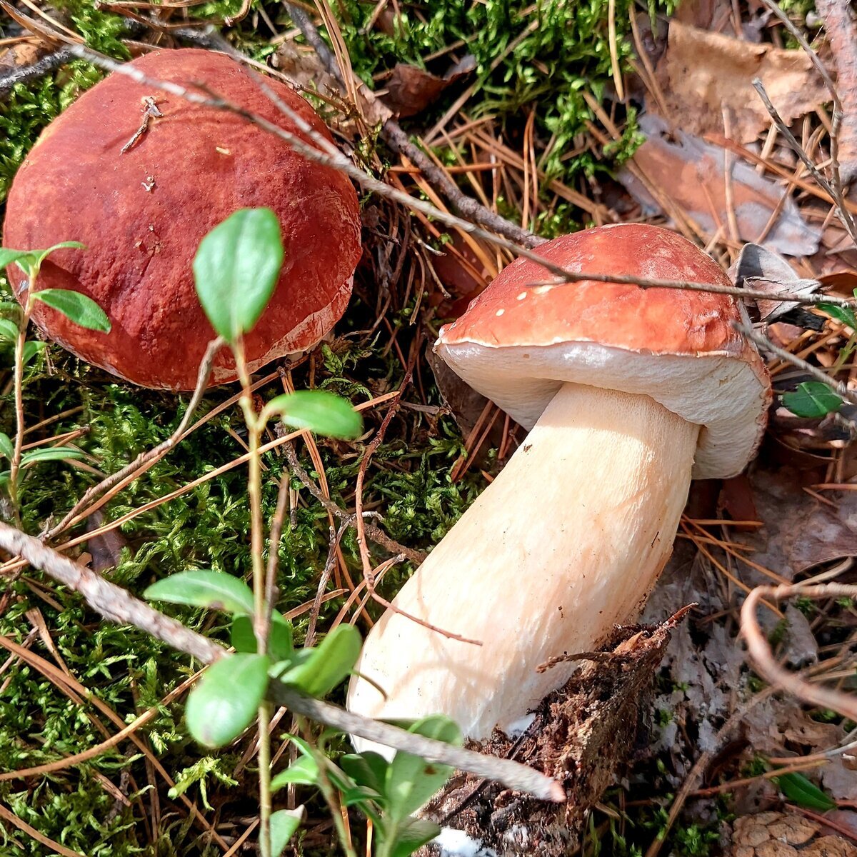 Автор фото Наталья Мазняк
