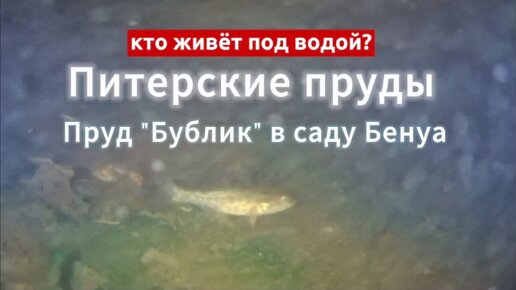 Кто живёт под водой? Питерские пруды, пруд Бублик