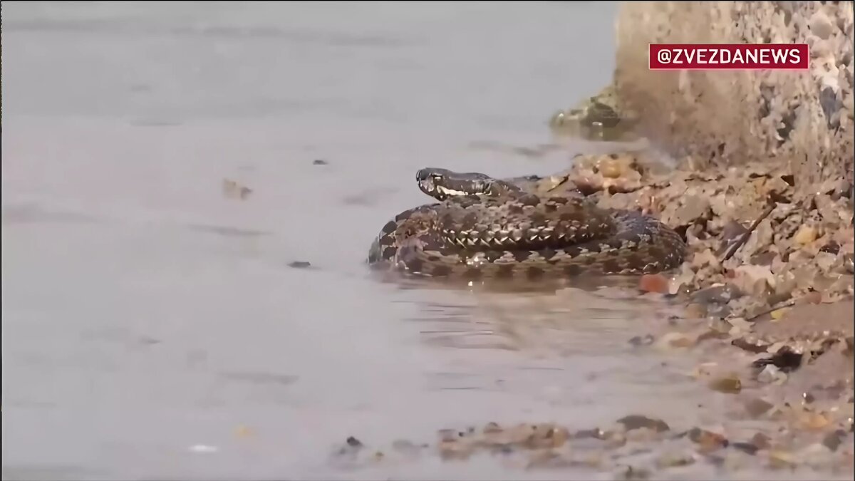 В воде плывут и самолеты, и змеи: в Оренбурге затопило аэродром Кушкуль |  56orb.ru | Дзен