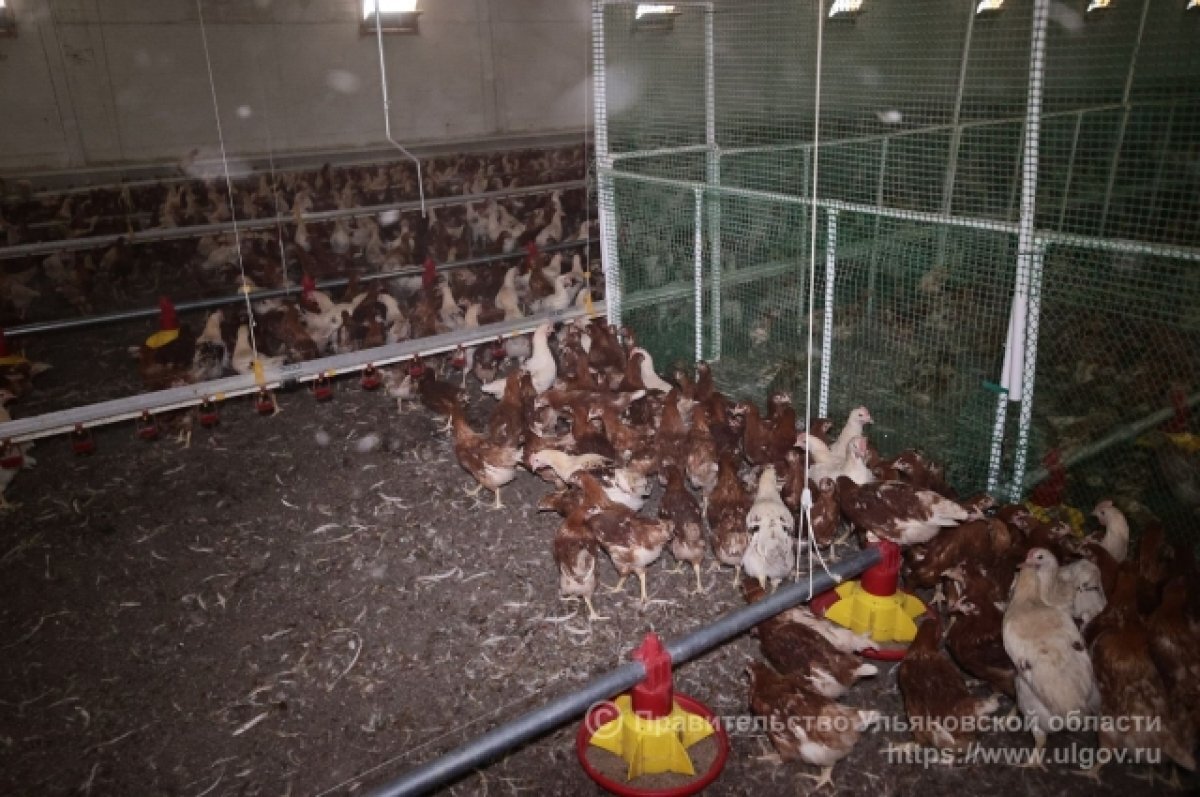    Птицефабрика в Карсунском районе будет производить 4000 тонн мяса в год