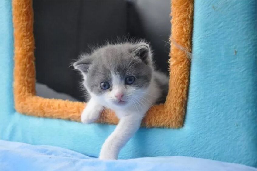 фото из Яндекса