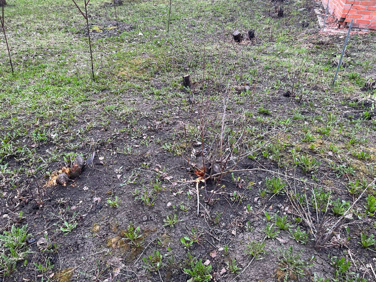 Пни по всему саду