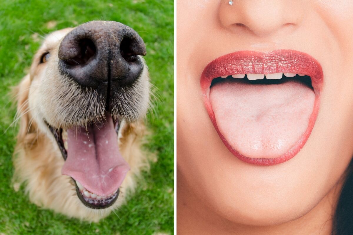 Чей рот чище – собаки или человека?