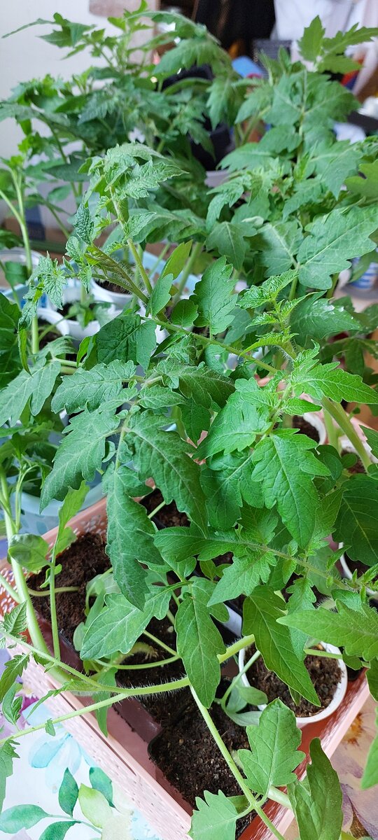 Это высокорослые томаты "Де Барао красный" и "Чио-чио-сан". В 1 литровые стаканы пересадила.