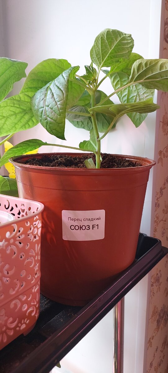 Перец "Союз F1".