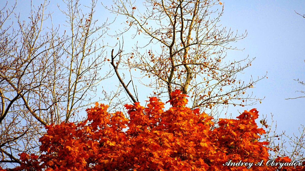 Голые деревья, красный клен.