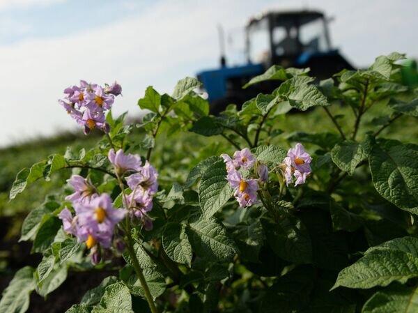    © РИА Новости Павел Лисицын