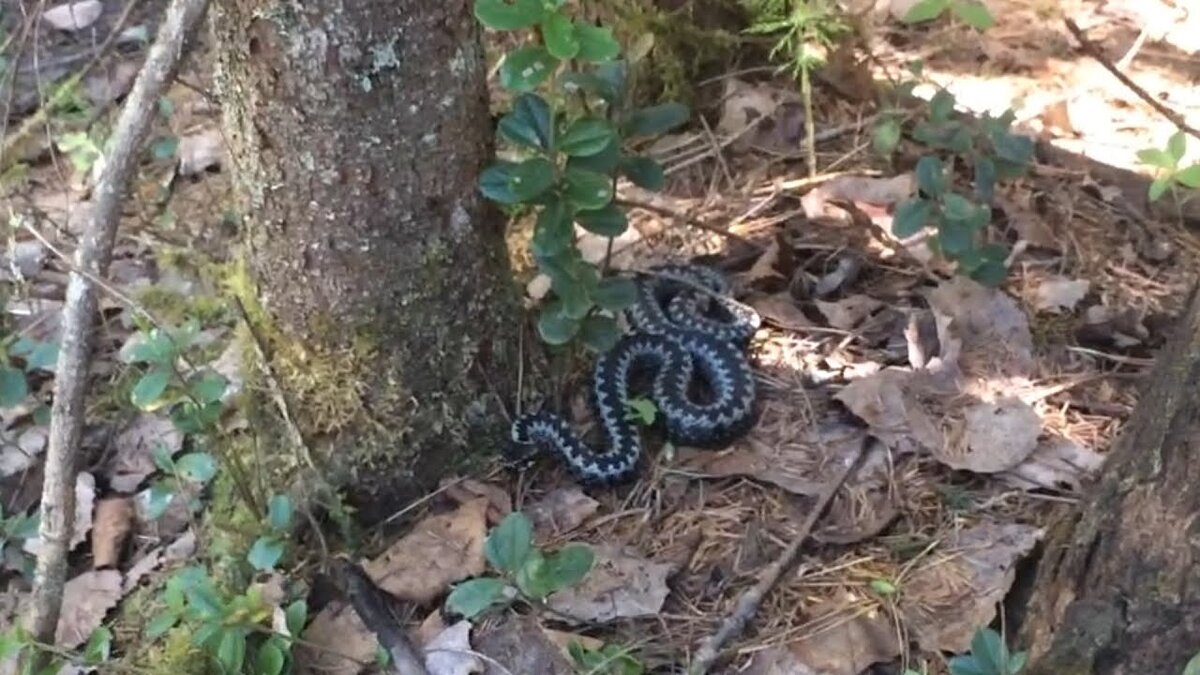 Гадюка в лесу (яндекс картинки)