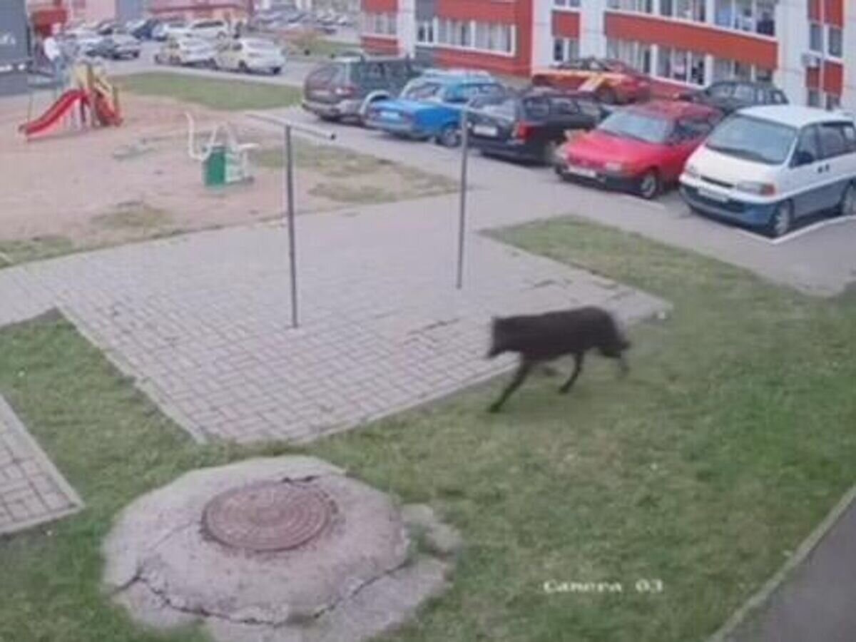    Волк в одном из дворов Витебска © Стоп-кадр видео с камеры видеонаблюдения