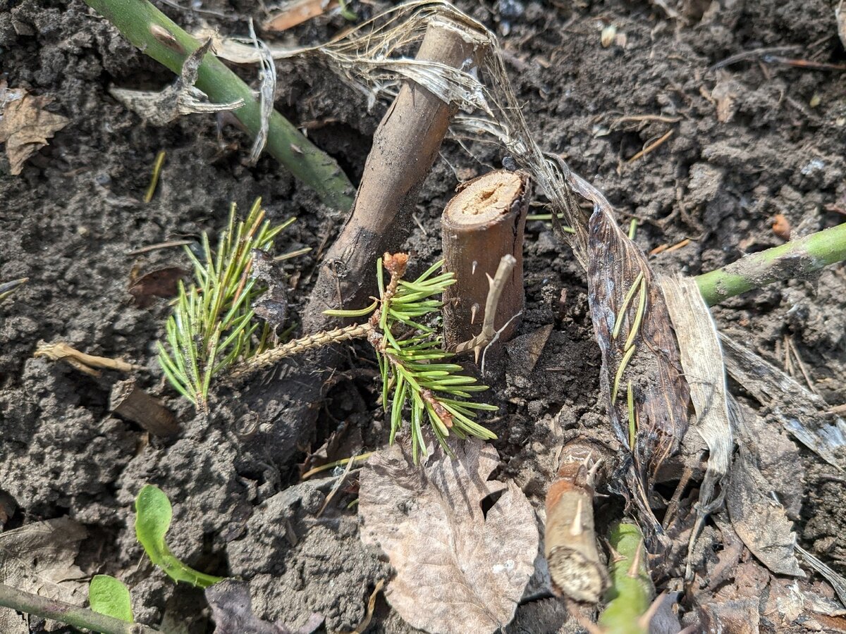 Здесь мыши праздновали Новый год