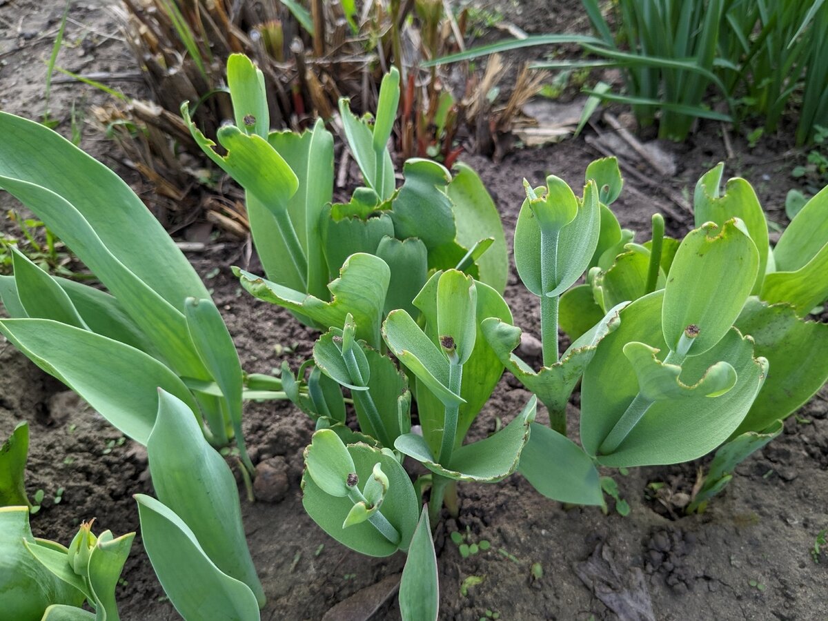 Тюльпаны остались без цветения, но зато живы