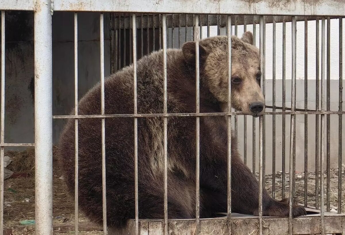 Стали известны подробности о медведице, которую привезут из Саратова в  Белгород | Бел.Ру | Дзен