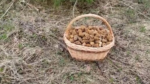 Грибов в лесу очень много! Можно собирать только шляпки и все равно-все не собрать😀Рязанская область.18.04.2024 «Жабусяфильм» представляет