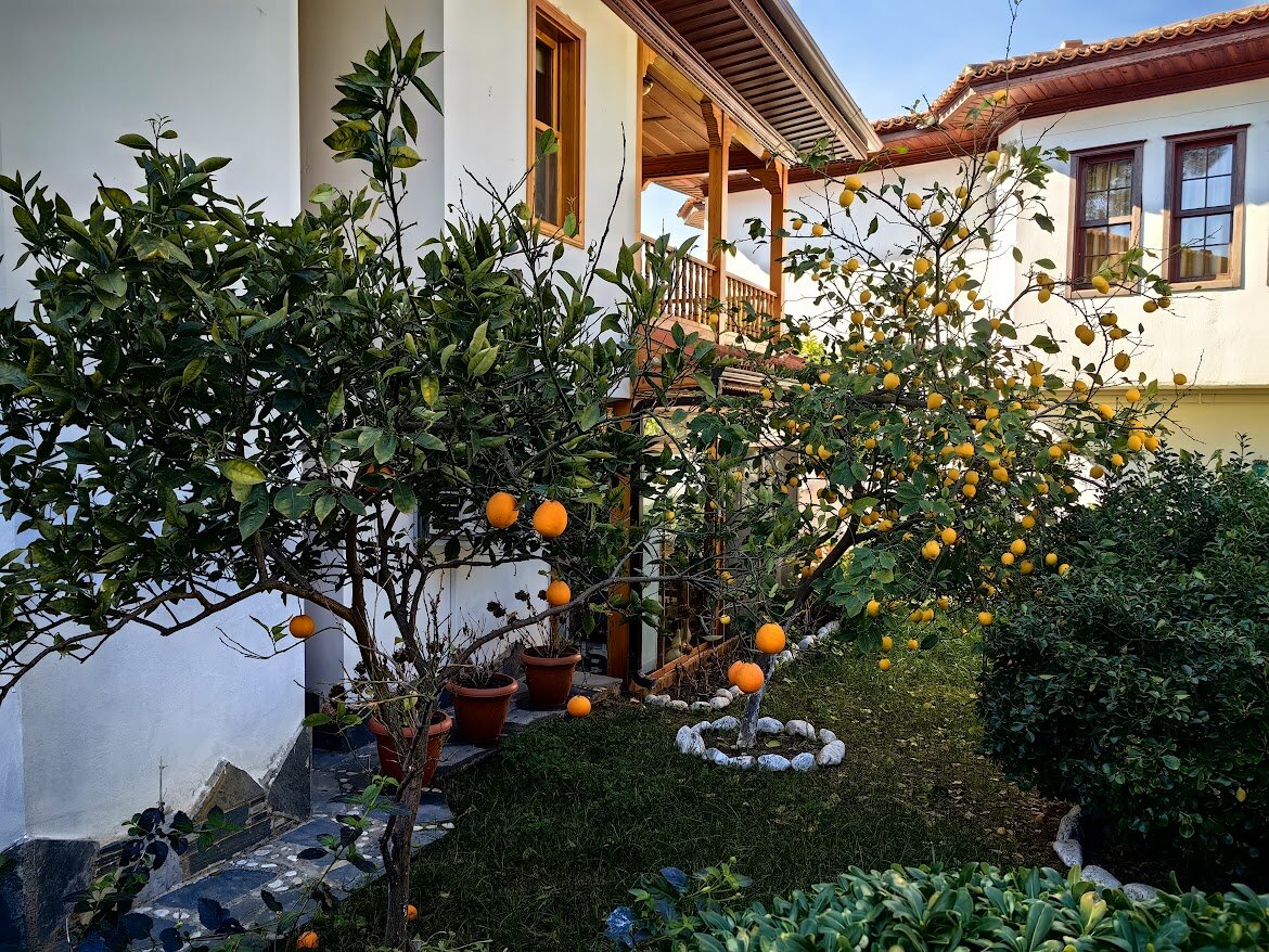 Картинка с цитрусовыми деревьями из турецкой Акьяки как бы намекает, что мы тут не просто про вкус пишем, но и про путешествия
