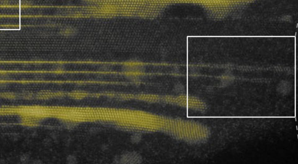   Shun Kashiwaya et al. / Nature Synthesis, 2024