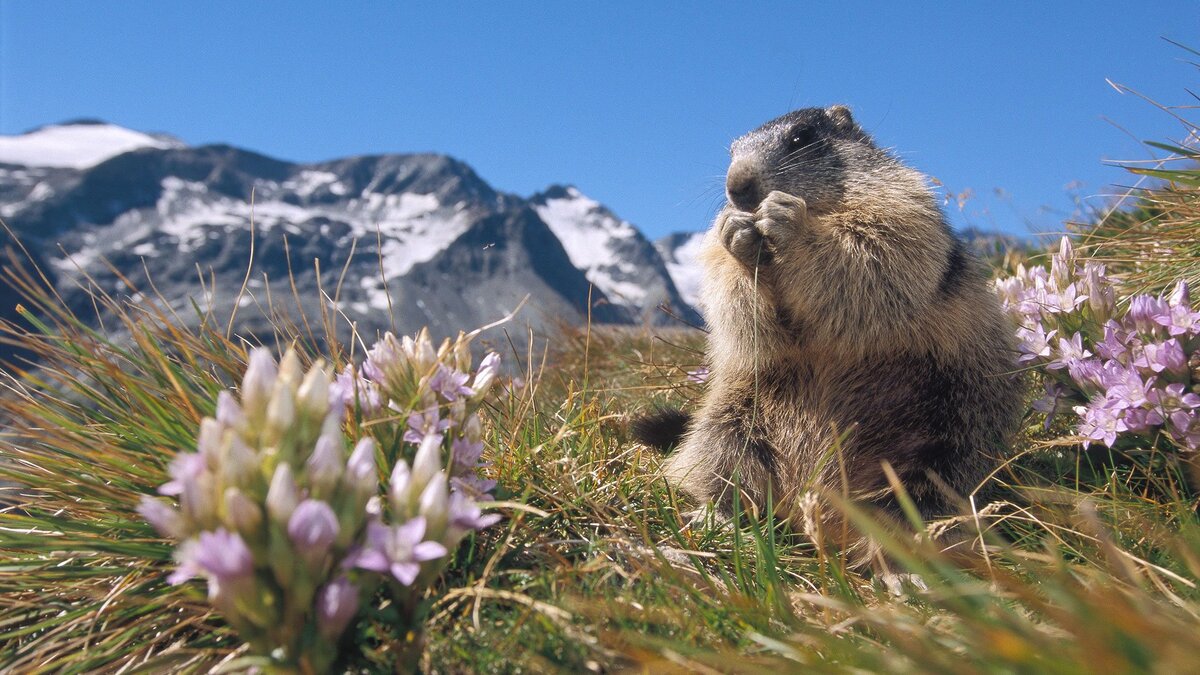 Белки в россии