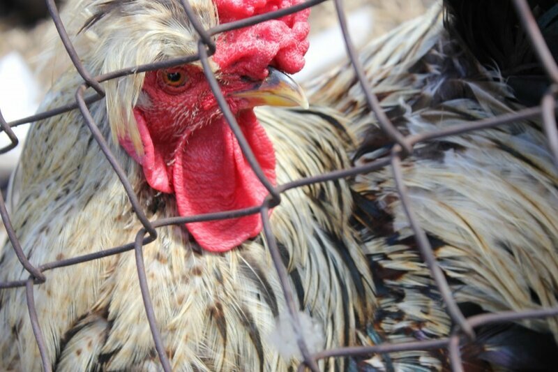 Источник фотографии: https://umoristy.livejournal.com/552173.html