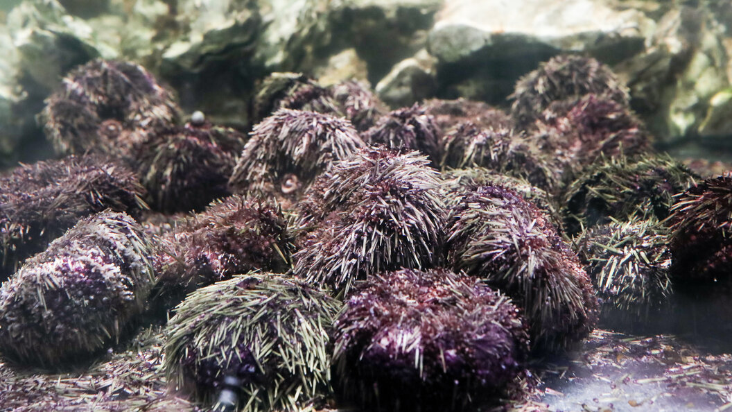    Фото: Sergey Petrov/news.ru/Globallookpress