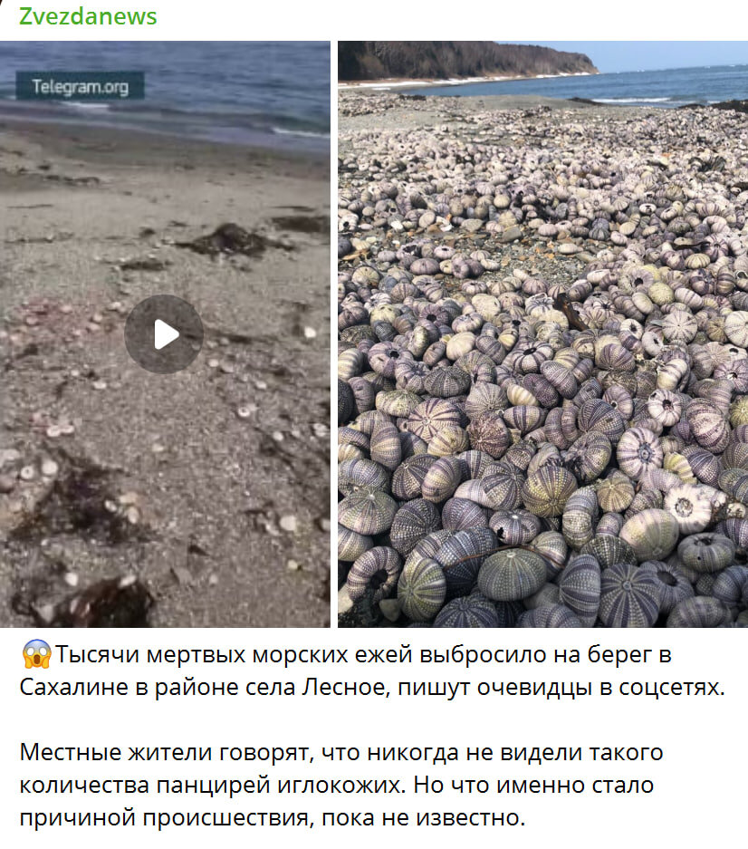    Скриншот: Zvezdanews/Telegram