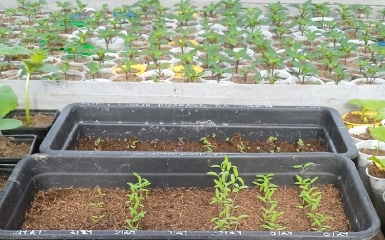    Отечественные гибриды овощных культур продвигают в Ростовской области