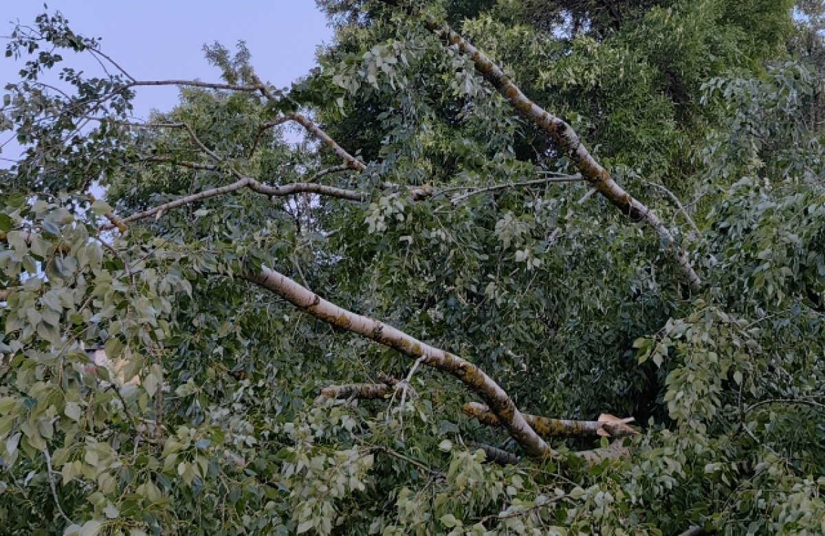    Ярославцев попросили не выходить на улицу во время шторма