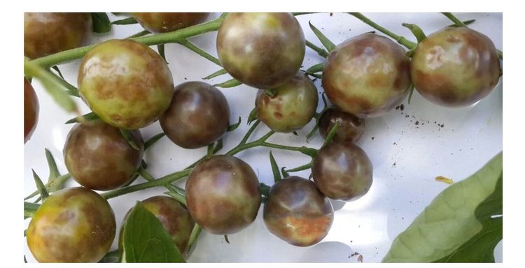    Вирус коричневых морщинистых плодов томата пытается пробраться в Россию