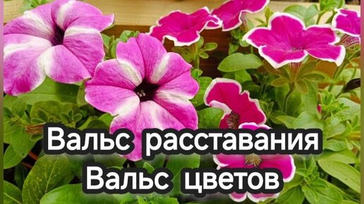 Цветочный вальс в минуты отдыха