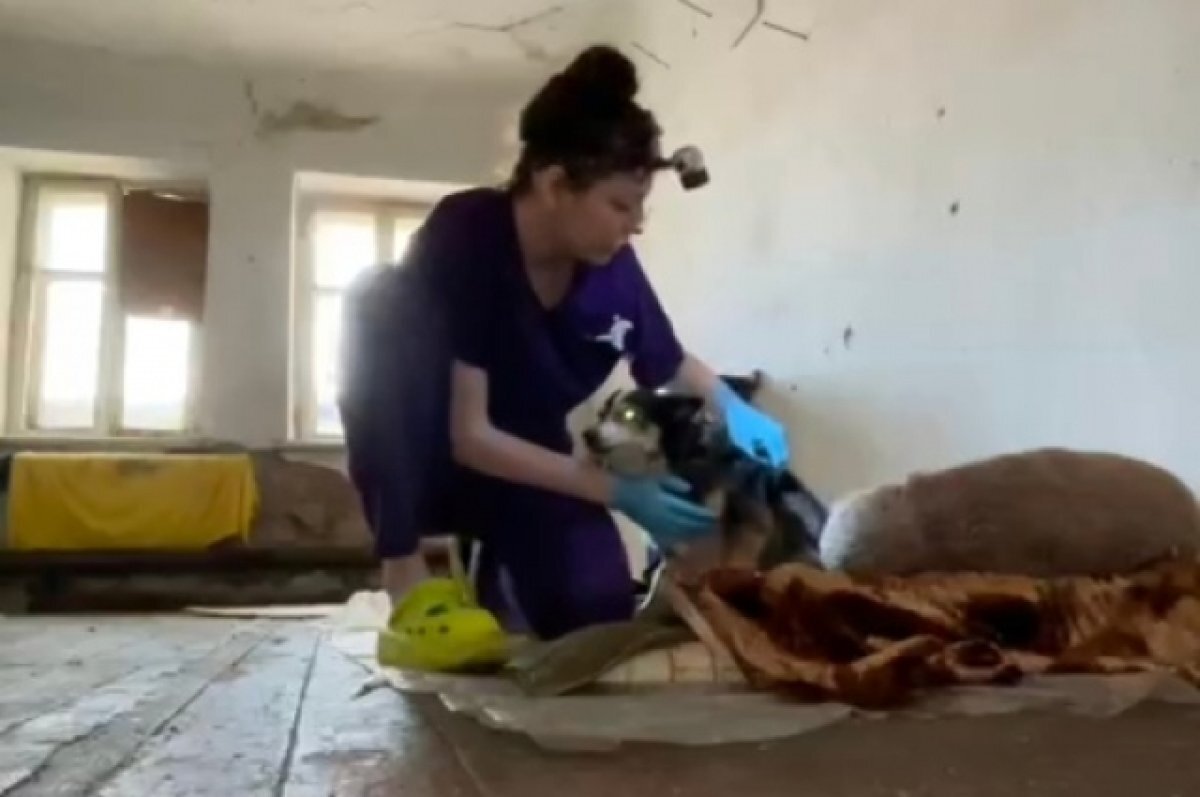    Пензенский фонд помощи животным организовал в Оренбурге приют для животных