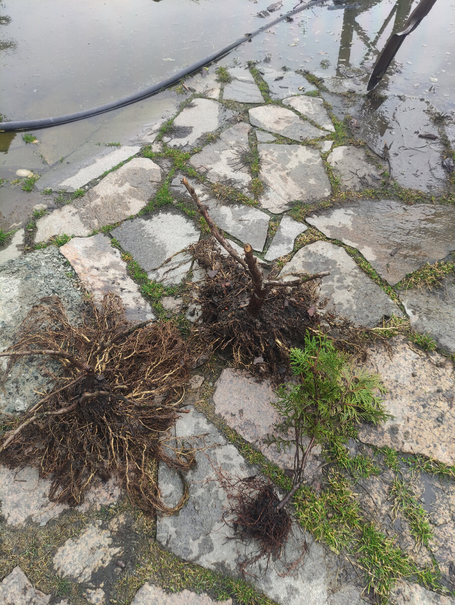 Вот мои спасёныши.