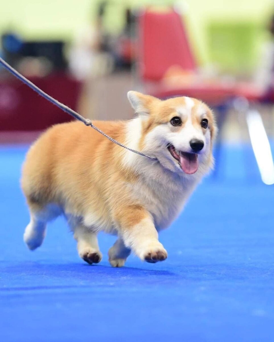 Вельш корги пемброк - Выставка Dog Show Welsh corgi pembroke © Telman Haus