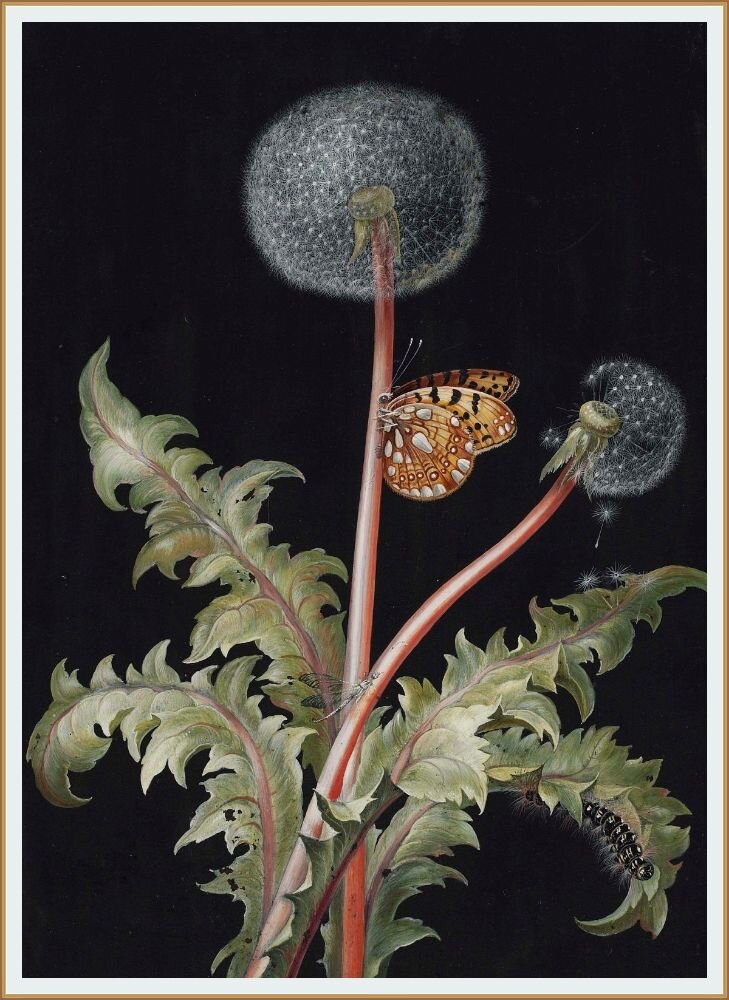 2. Картина немецкой художницы Барбары Регины Дитцш ( 1706-1783 год ) Одуванчики с бабочками, стрекозами и гусеницами. Гуашь и сусальное золото для создания бликов на черном крашеном пергаменте.