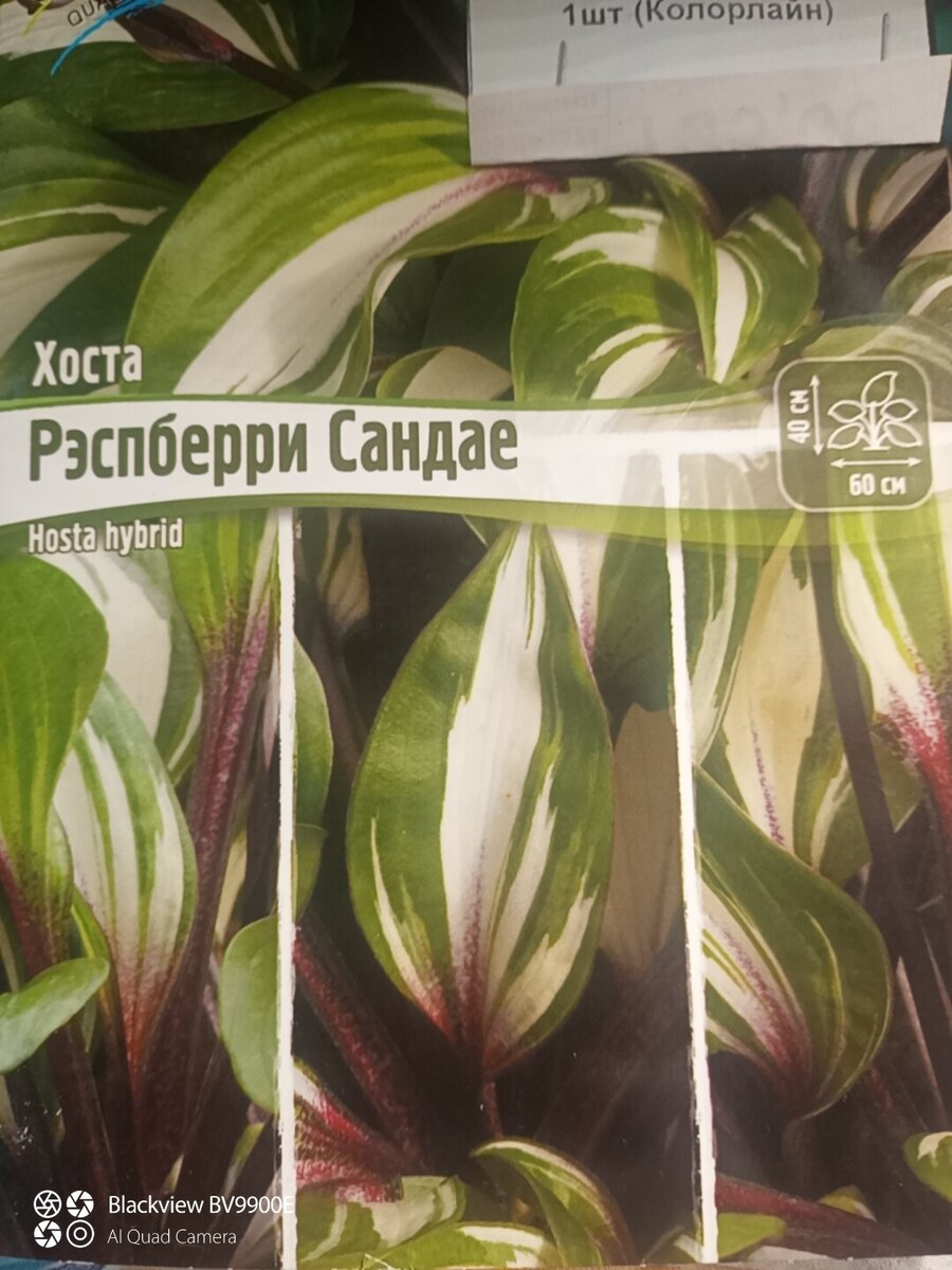 Такая будет