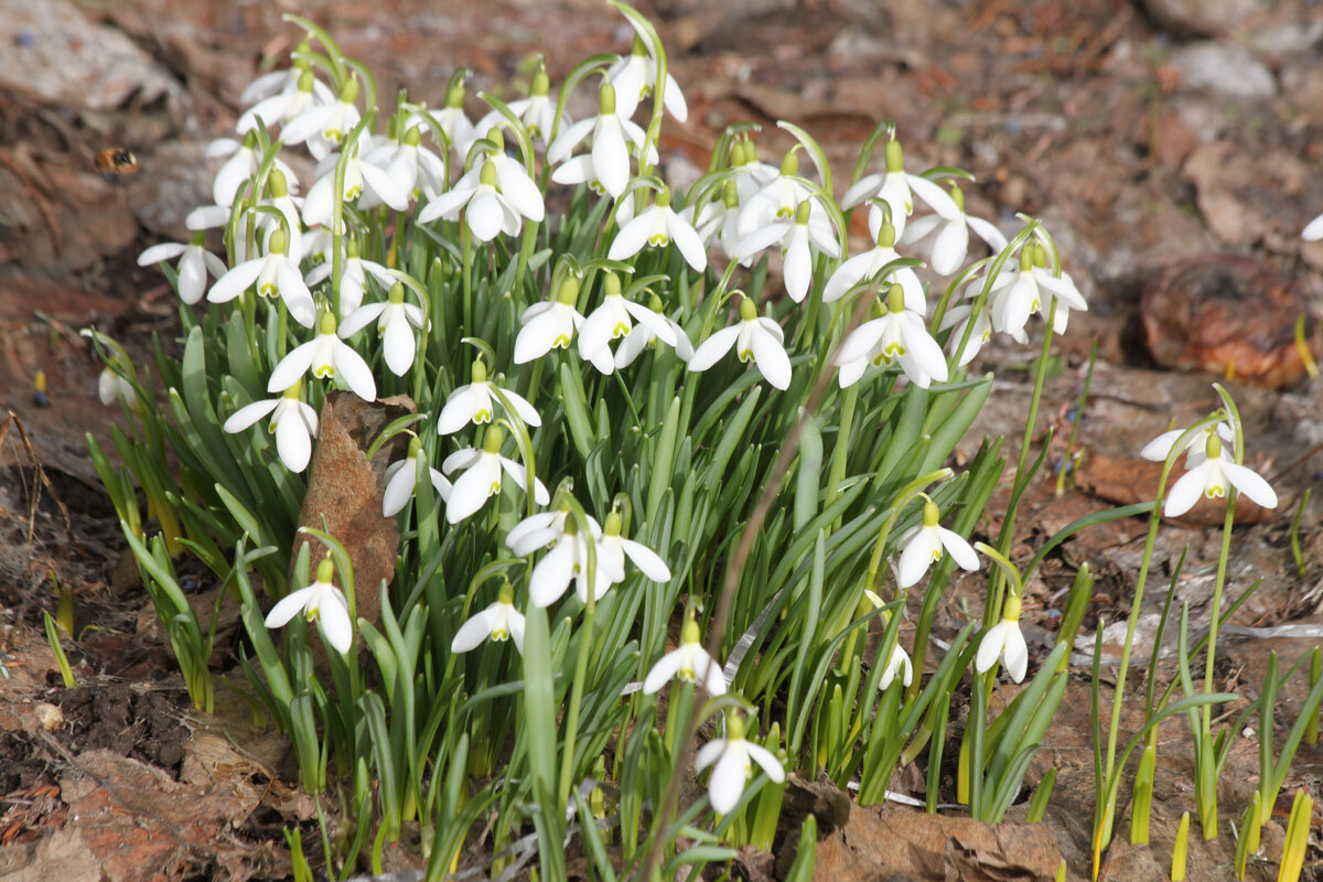 Подснежники. Фото автора