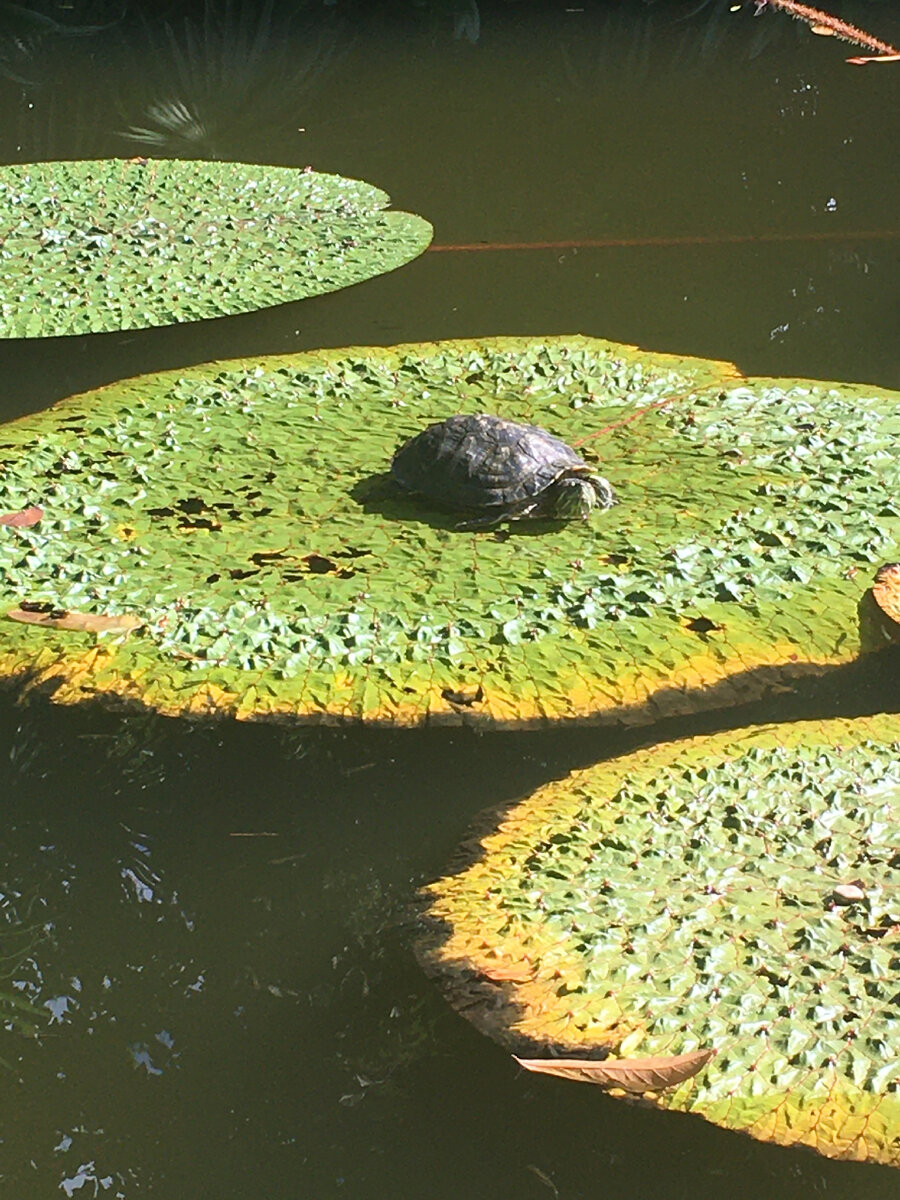 Черепаха , живет сколько хочет