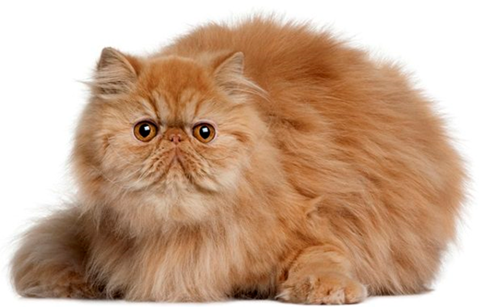 Персидский рыжий кот