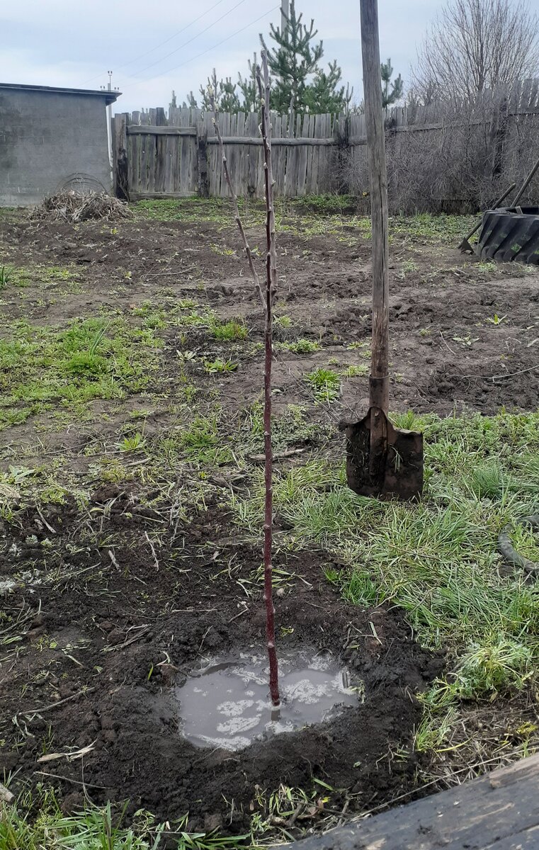 Наше первое деревце