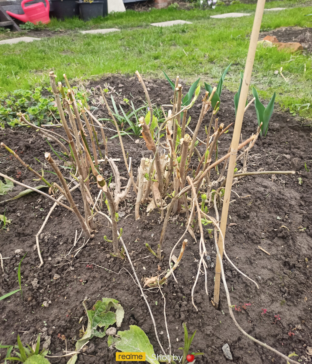 Это Аннабель отчекрыженная от большого старого куста и посаженная в клумбу. Очень живучий и устойчивый сорт. Весной выглядит сташненько: кора слезает, все шелушиться, ветки сухие, но пугаться не надо, для этой гортензии такое состояние после зимы - норма. Эту я постригла в начале сентября "под Котовского", она меня почему-то разозлила, уже не помню почему - живее всех живых. 