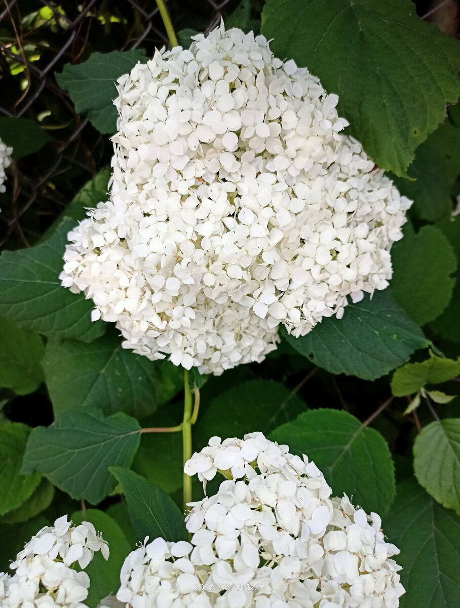 Аннабель охотно даёт новые побеги от корня, цветёт всегда. Цветы крупные белые, со временем зеленеют, держаться долго. Может вырасти выше двух метров. Всё ей ни по чём: морозы, засуха, замокание, ранняя или поздняя стрижка, любые недостатки ухода она точно переживет. Неубиваемое растение!