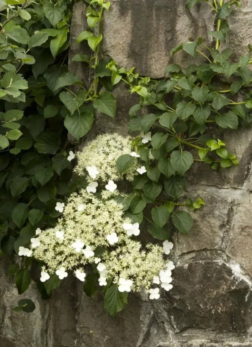 Миранда черешковая. Миранда черешковая. Миранда черешковая. Миранда черешковая. Миранда черешковая.